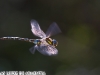 Vuelo de la libelula (SALBURUA)