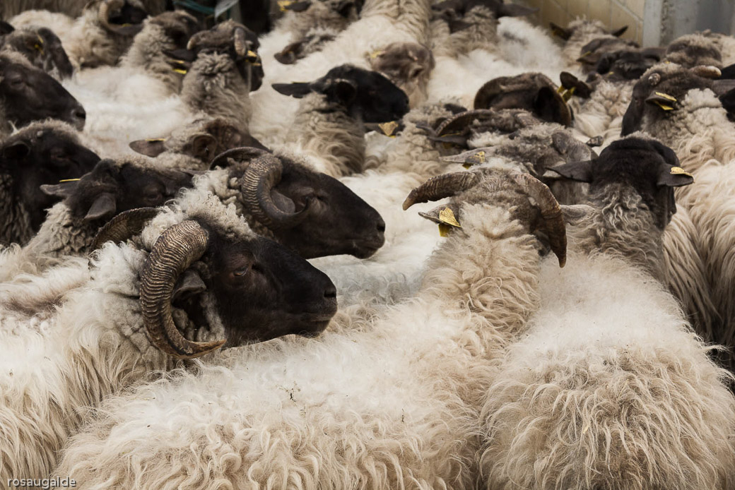 1_un esquilado apurado_diadeesquilado