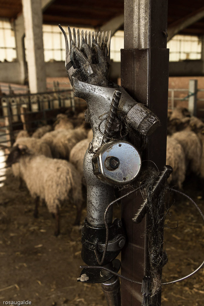 2_un esquilado apurado_navajaplateada