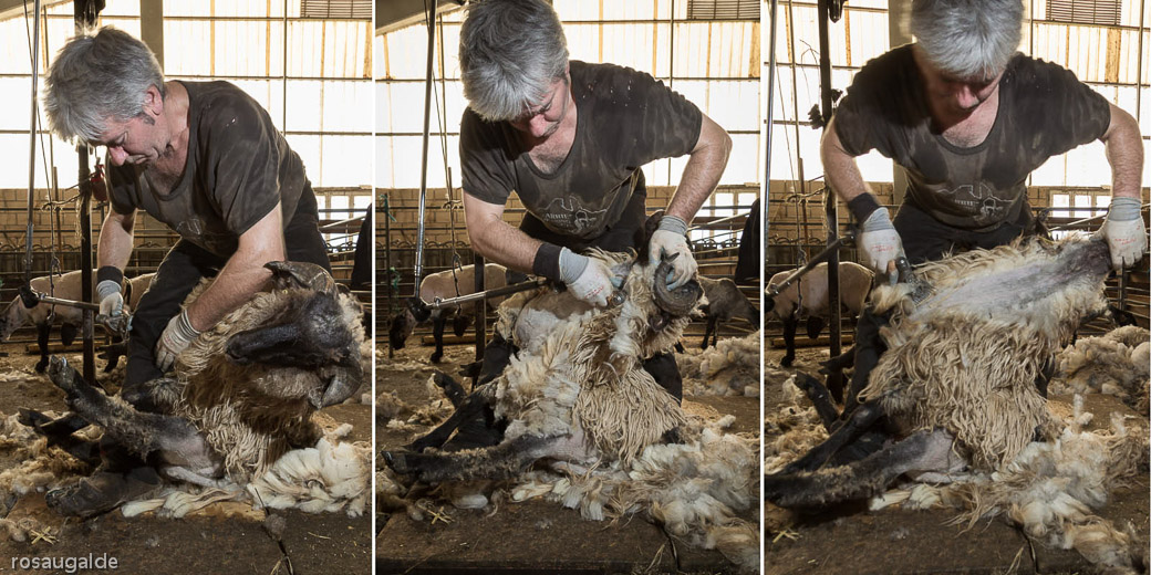 3_un esquilqdo apurado_entrespasos