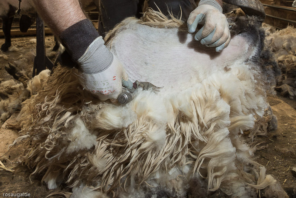 4_un esquilqdo apurado_detallelana