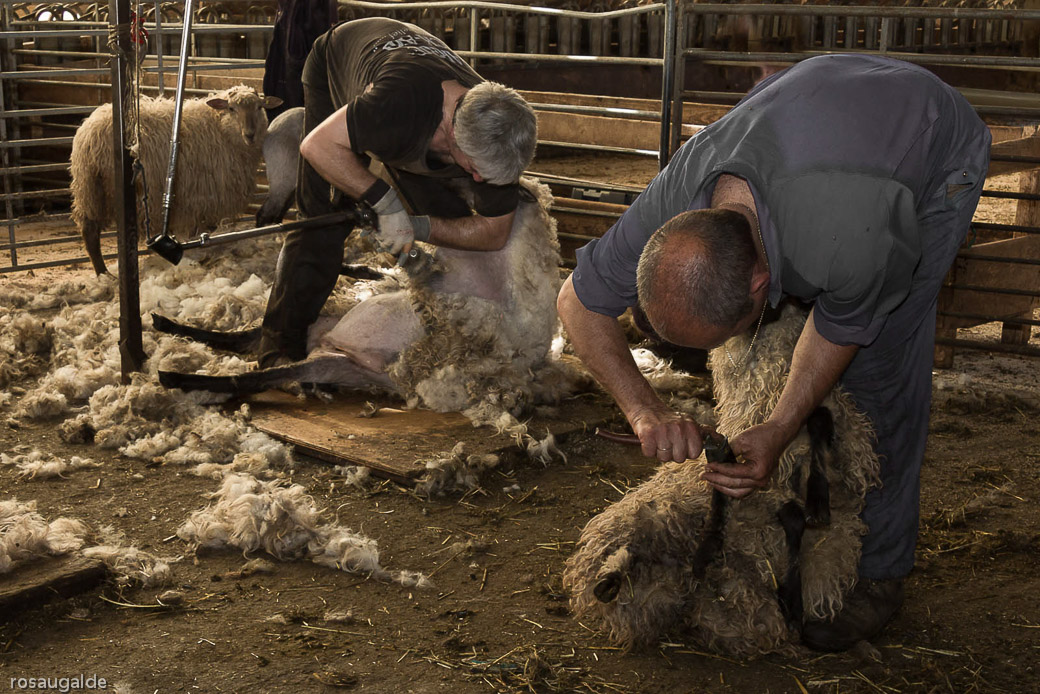 5_un esquilqdo apurado_Pedicuraypeluqueria