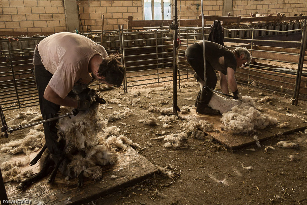 6_un esquilqdo apurado_dedosendos