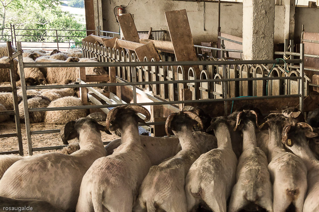 8_un esquilqdo apurado_seacabo