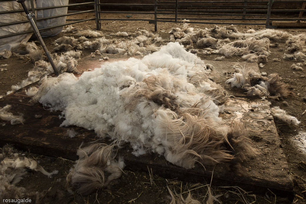 9_un esquilqdo apurado_lana