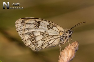 Melanargia-Galathea